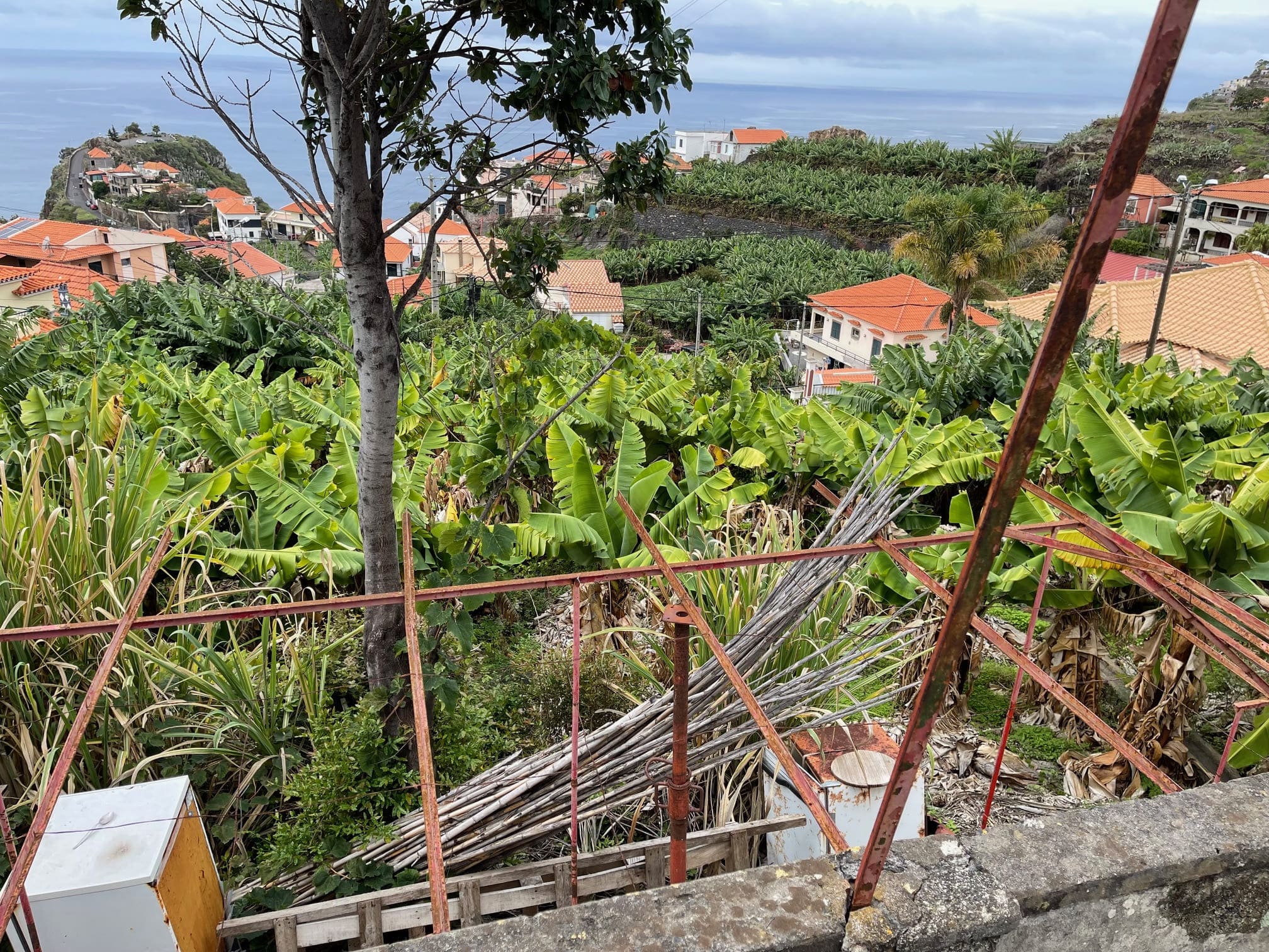 View of the banana plantation and sea view